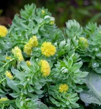para que es rhodiola rosea