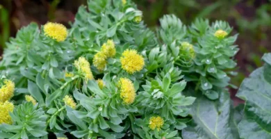 para que es rhodiola rosea