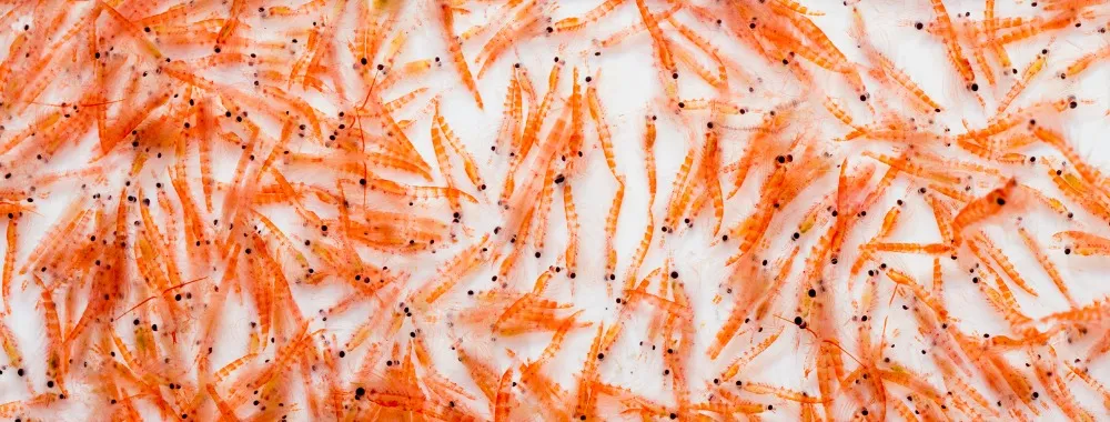 krill colesterol