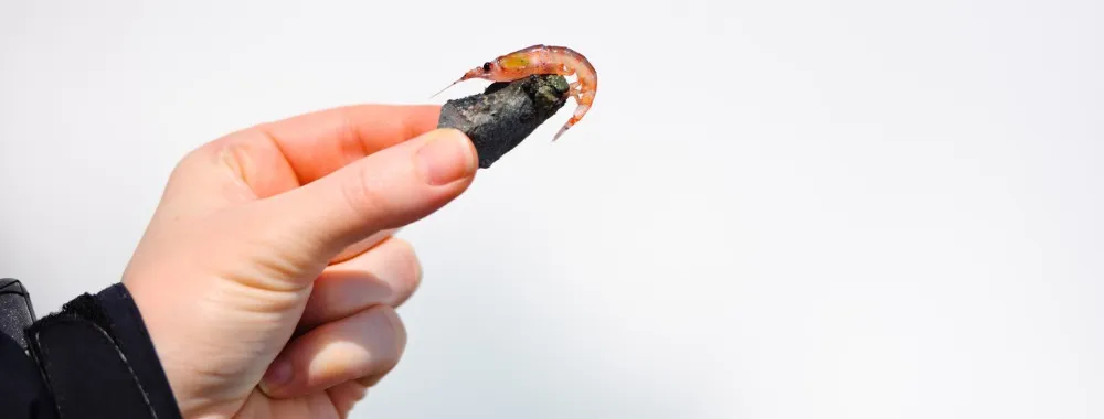 krill que es y para que sirve
